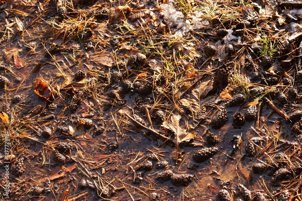 wet soil in the forest background
