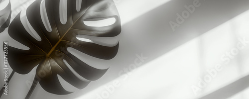 Monstera deliciosa leaf casting shadow on white background