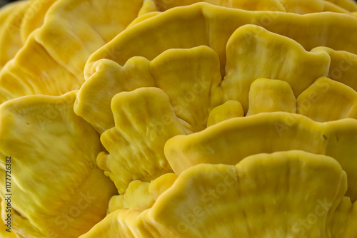 Laetiporus sulphureus photo