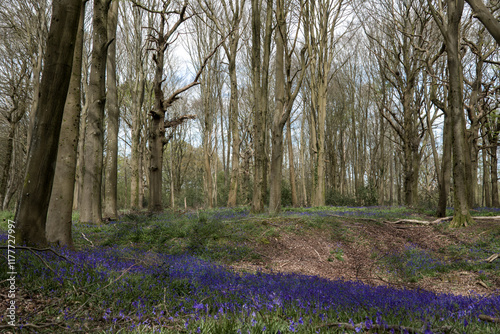 Beautiful bluebells a symbol of humility constancy gratitude and everlasting love photo