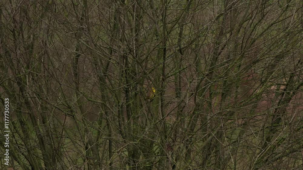 A yellowhammer (Emberiza citrinella) sitting in the top of a bare shrub in winter A yellowhammer (Emberiza citrinella) sitting in the top of a bare shrub in winter