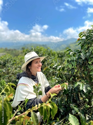 A Tourist Collecting Ripe Coffee Beans Among Lush Green Plants At A Picturesque Coffee Plantation In Eje Cafetero, Colombia