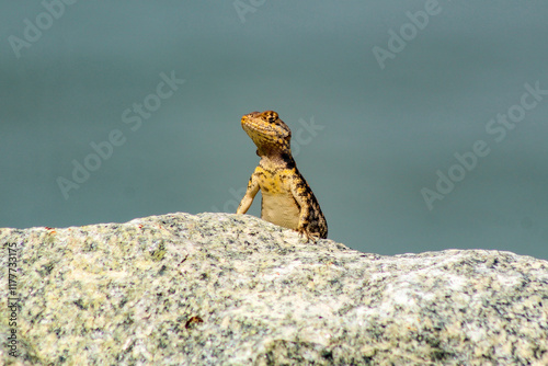 Calango or black gecko, Tropidurus hispidus, coming out from behind a rock, species of lizard of the genus Tropidurus common in northeastern Brazil. photo