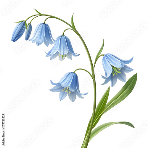 Common Bluebell flower isolated PNG Clipart with transparent background