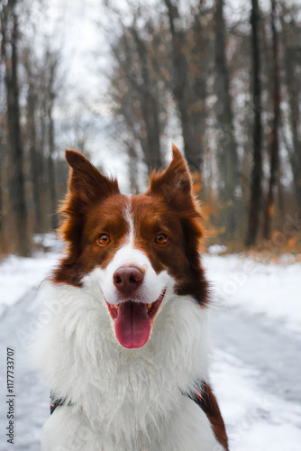 border collie photo