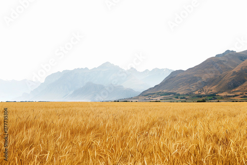 Calm Wheat Field with a Clear Blue Sky Above at the End of Every Title photo