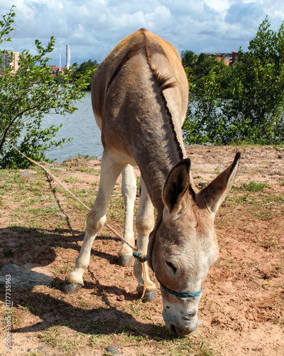 A cute donkey grazing, feeding on grass, outdoors, with blurred background photo