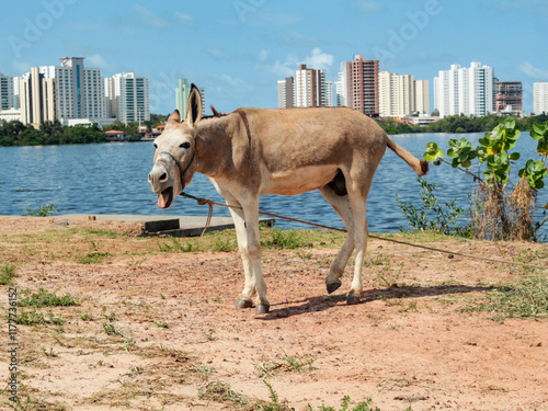 A cute donkey neighing, outdoors, with a blurred background photo