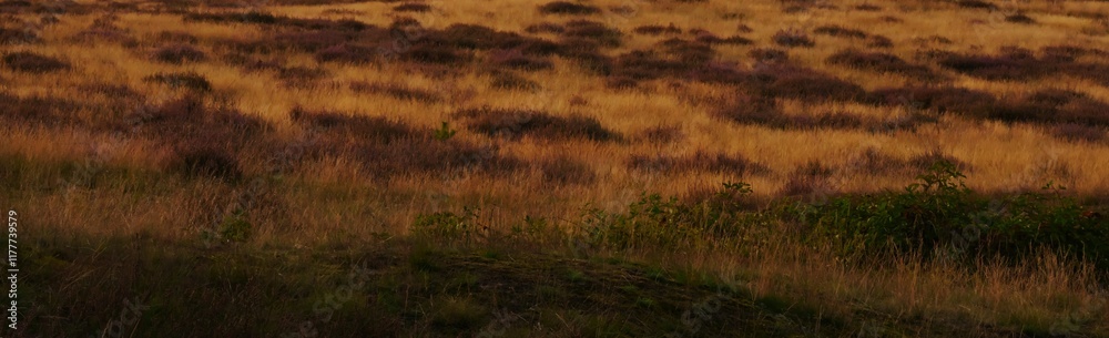 Obraz premium Heath landscape in autumn, plants have already faded, the grass has mostly dried up, an atmosphere that already shows melancholy.