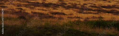 Heath landscape in autumn, plants have already faded, the grass has mostly dried up, an atmosphere that already shows melancholy. photo