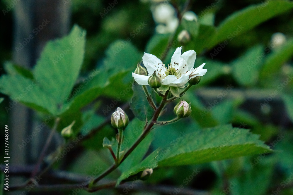 A white strawberry flower against the background of green leaves, with little buds and copy space A white strawberry flower against the background of green leaves, with little buds and copy space