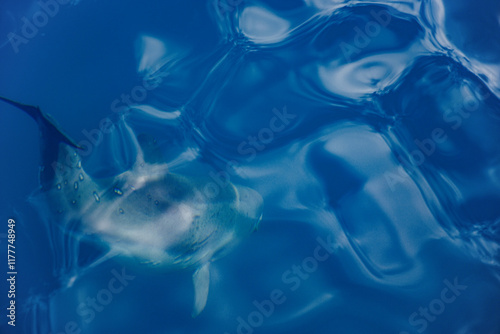 Dolphin  gliding through clear blue water in a serene ocean photo