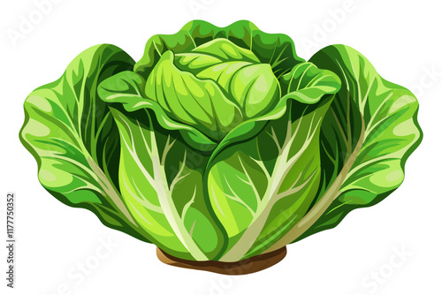 lettuce