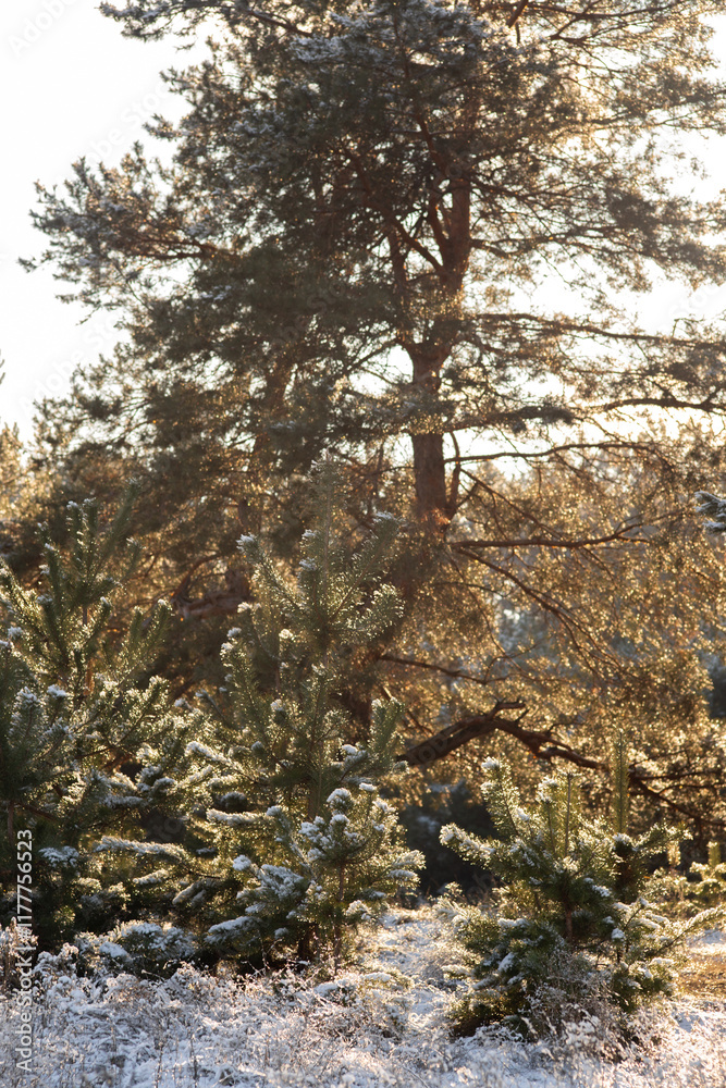 Fototapeta premium forest in the snow