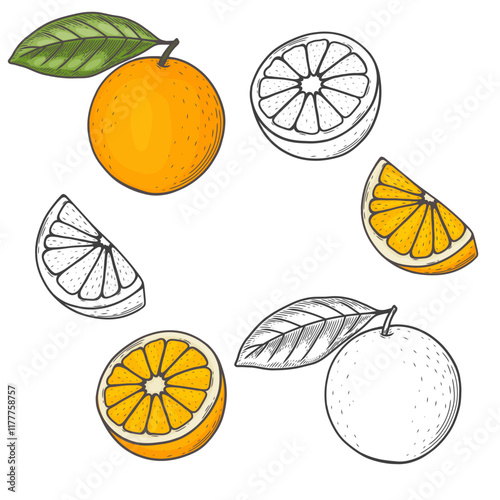 Engraved vector illustration of an oranges with orange half and orange leaf. Hand drawn orange Sketch Illustration. A coloring page of an orange with a white background. 