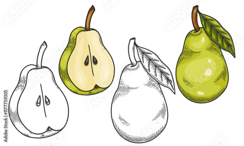 Engraved vector illustration of a pears with pear half and pear leaf. Hand drawn Pear Sketch Illustration. A coloring page of a green pear with a white background. 