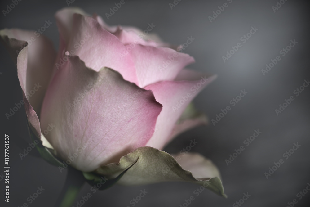 Rosenblüte schwarz weiß pink monochrom romantisch Dunst und Nebel Rosenblüte schwarz weiß pink monochrom romantisch Dunst und Nebel