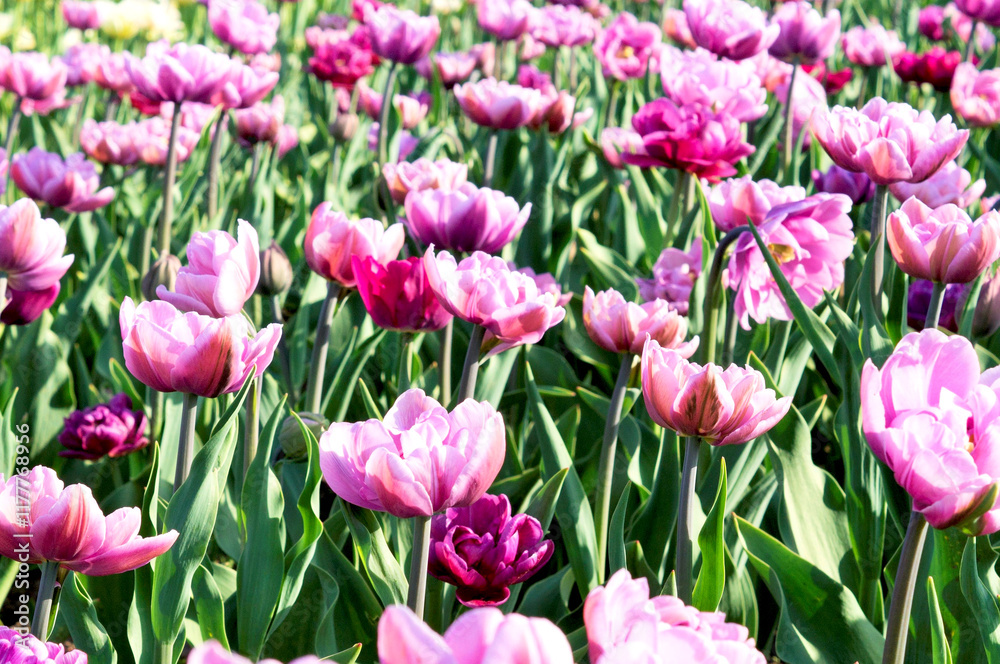 Beautiful tulips on the flowerbed in city park Beautiful tulips on the flowerbed in city park