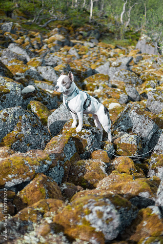 Strong Athletic Dog In The Wild