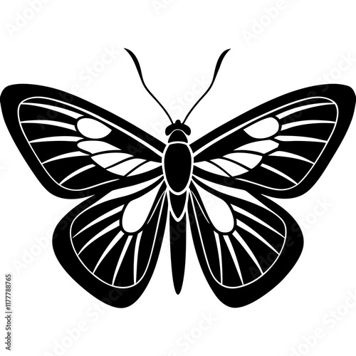 butterfly on black background