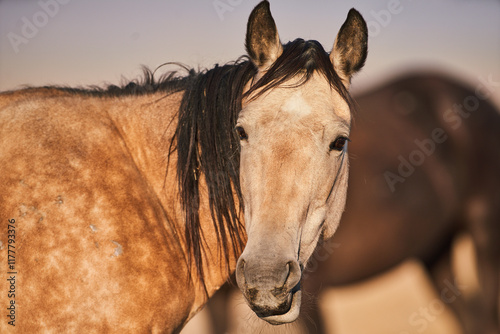 Wild Horse Portrait  photo