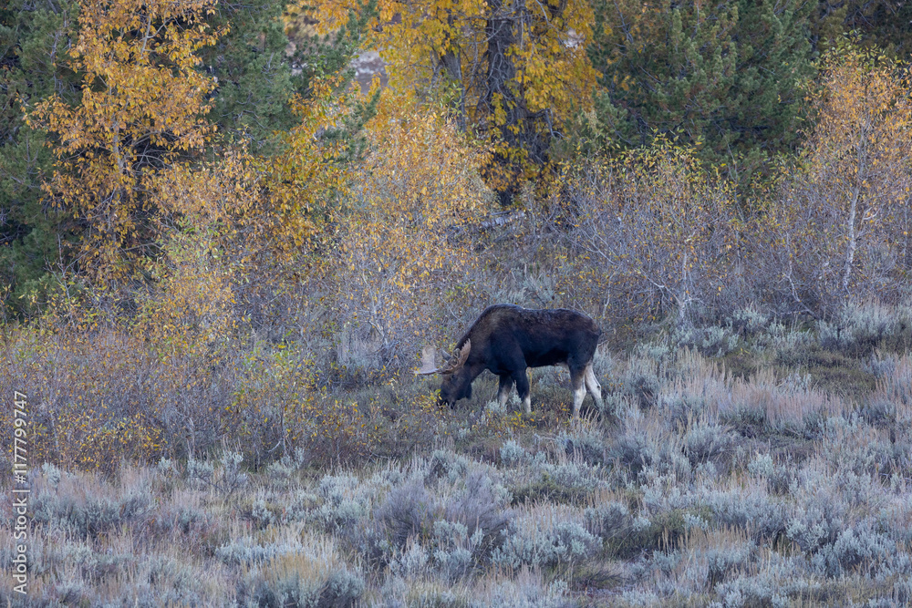 Moose grazing in morning in Grand Teton National Park Moose grazing in morning in Grand Teton National Park