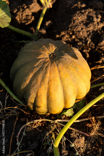 Raw orange pumpkin on black soil photo