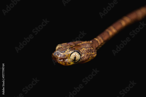 Bejuquita snake (Imantodes cenchoa) with black background. photo