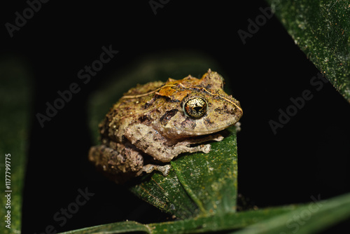 Frog Pristimantis cruentus on a leaf photo