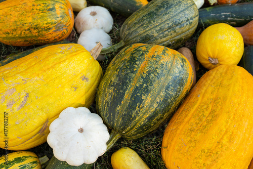 close-up of pumpkins photo