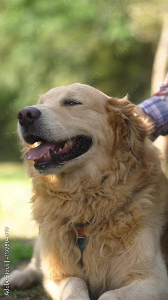 Golden retriever enjoying gentle head pats in the shade. Happy dog relaxing outdoors, basking in a peaceful and shaded environment. Golden retriever enjoying gentle head pats in the shade. Happy dog relaxing outdoors, basking in a peaceful and shaded environment.