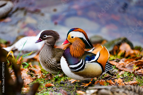 Aix galericulata. Mandarin duck photo