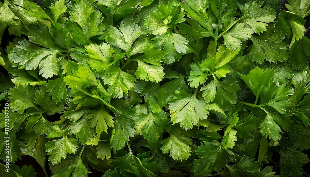 parsley or cilantro top view, AI generated parsley or cilantro top view, AI generated