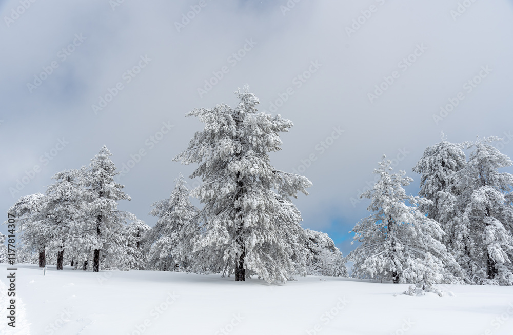Fototapeta premium Winter landscape in snowy mountain frozen snow covered fir trees overcast sky