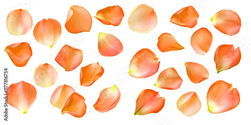 Set of red orange rose petals on a white background or transparent