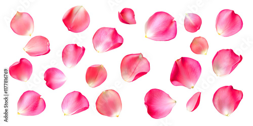 Set of red rose petals on a white background or transparent