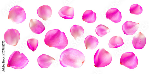 Set of red rose petals on a white background or transparent