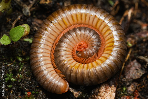 Millipede curled on forest floor. photo