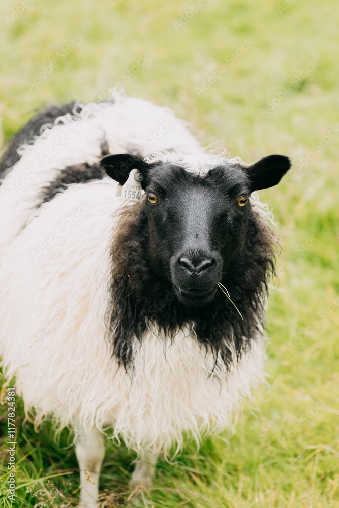 Obraz premium black and white sheep