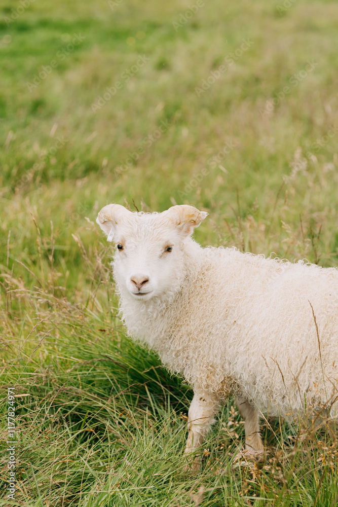 Obraz premium sheep in a field
