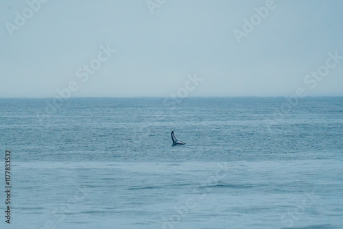 Tail of a whale as it emerges from the sea water photo