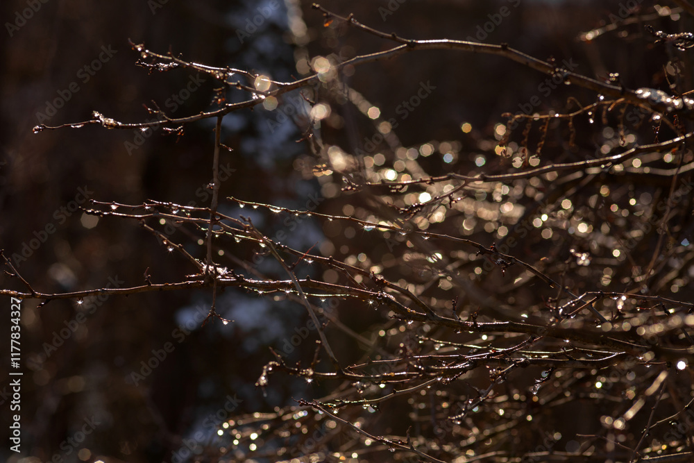 frost on a tree frost on a tree