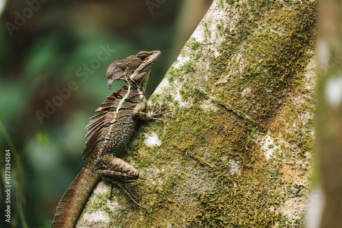 A lizard on a tree on the jungle covered in moss  photo