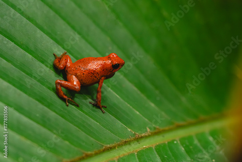 Red poison dart frog photo