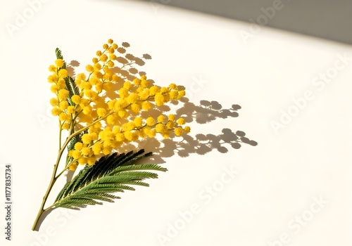 Mimosa branch isolated