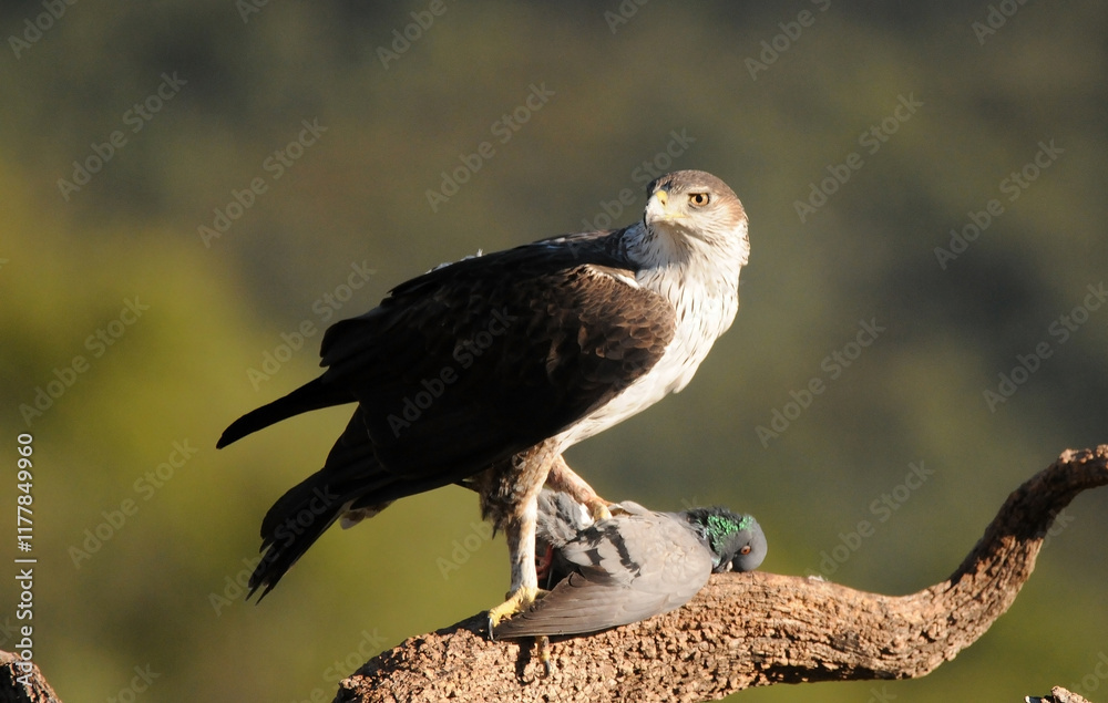 Fototapeta premium aguila perdicera en posadero con la presa