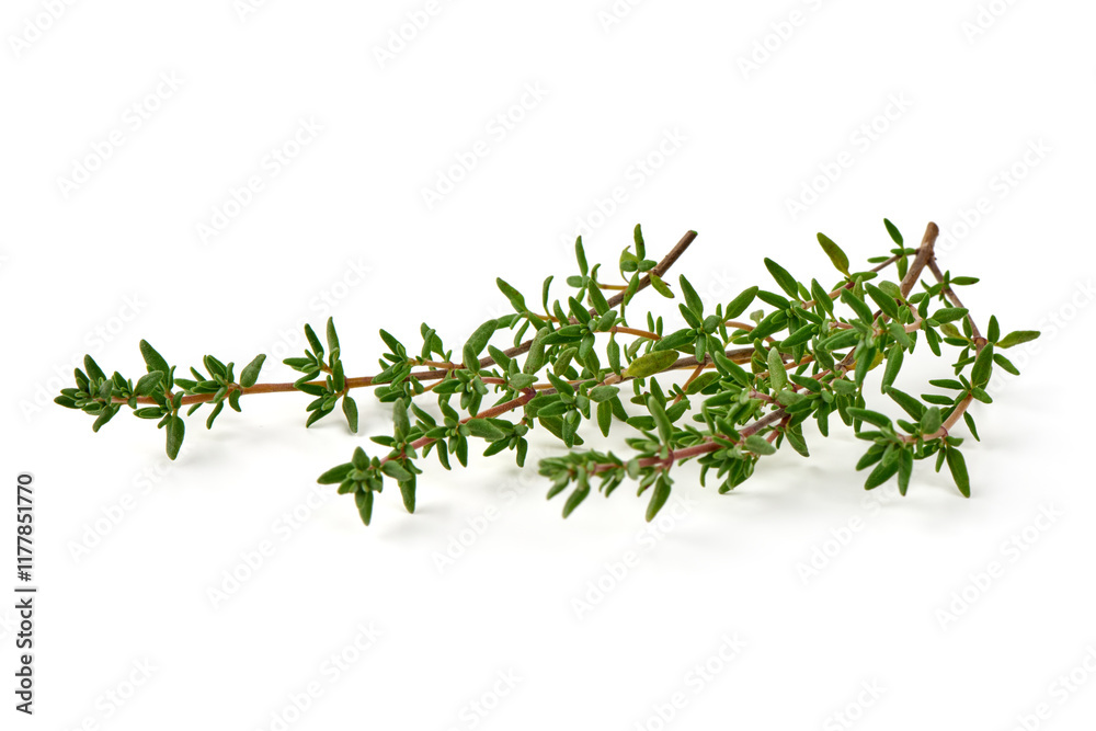 Fresh thyme sprigs, spice, close-up, isolated on white background. Fresh thyme sprigs, spice, close-up, isolated on white background.