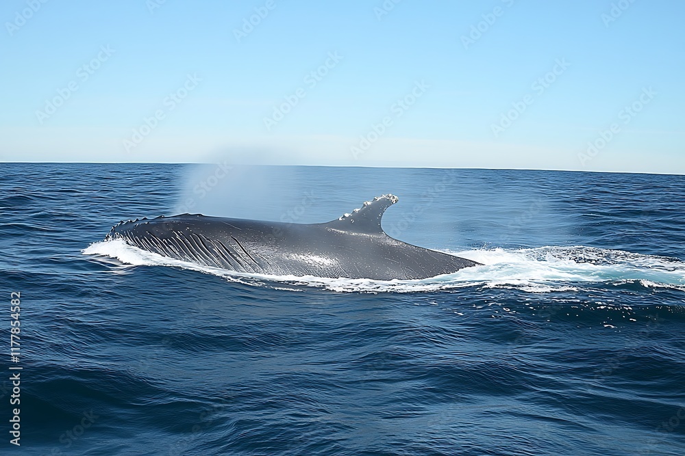Obraz premium Humpback whale breaching