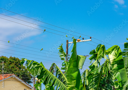 periquitos sobre os fios de eletricidade photo