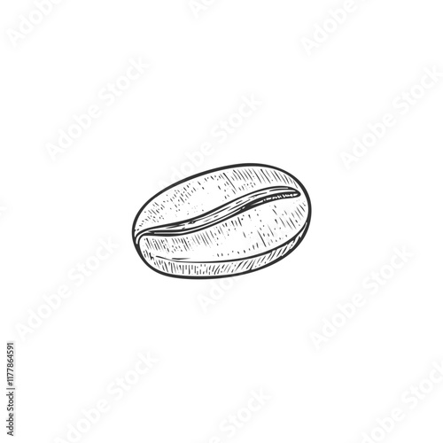 Coffee Bean Hand-Drawn Vector, Graphic Style, Cartoon Illustration, Black and White, Sketch Style, Isolated on White Background